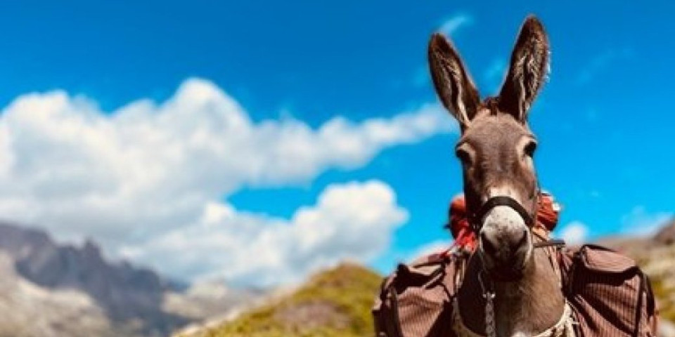Pronađen magarac koji je nestao pre 5 godina! Nećete verovati ko ga je usvojio (VIDEO)