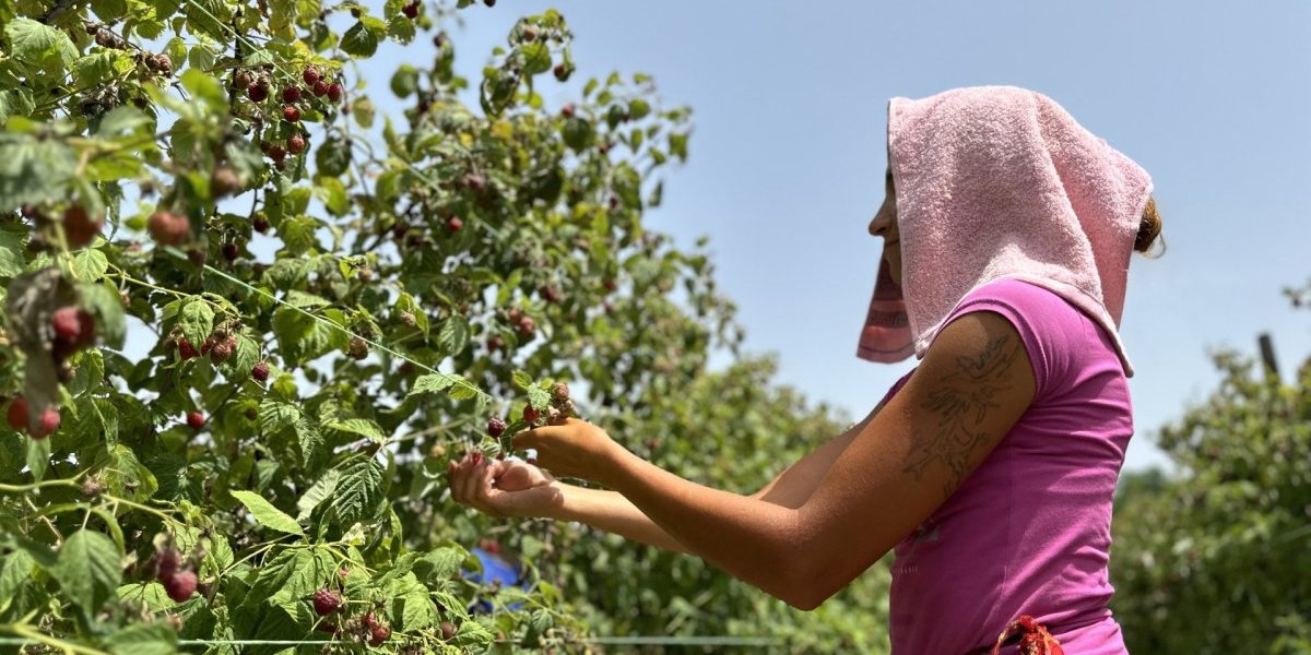 "Stavimo peškirić na glavu da ne dobijemo sunčanicu" Berači malina i na +40 vredno rade: Evo kolika im je dnevnica! (FOTO)