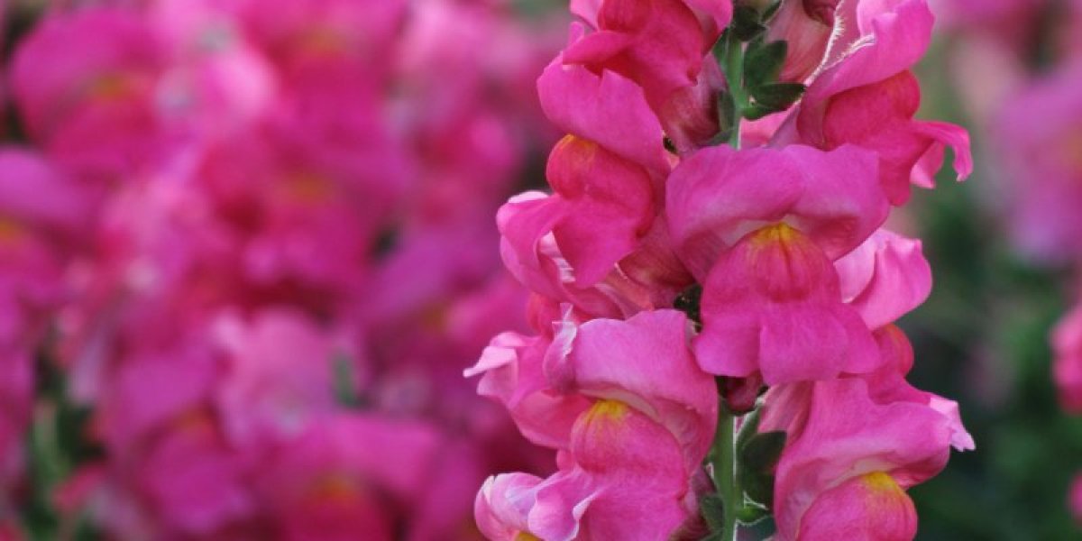 Zasadite sada ovu  biljku! Celog leta ćete uživati u predivnim cvetovima