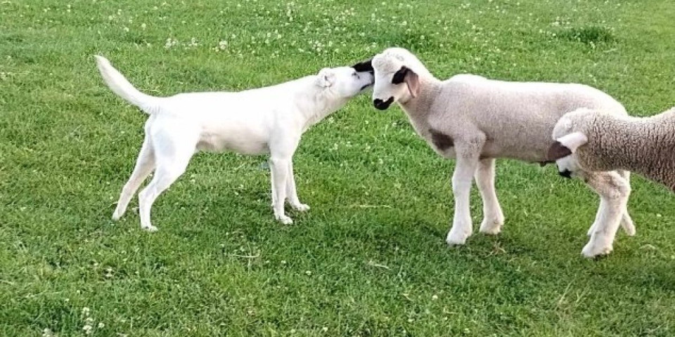 Beli je čudo prirode! Pas li je, jagnje li je? Pronađite razliku!
