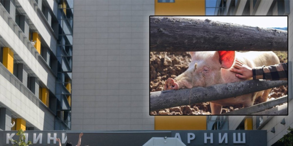 Čuvala svinju koja je umalo ubila: Detalji jezivog slučaja u Aleksincu
