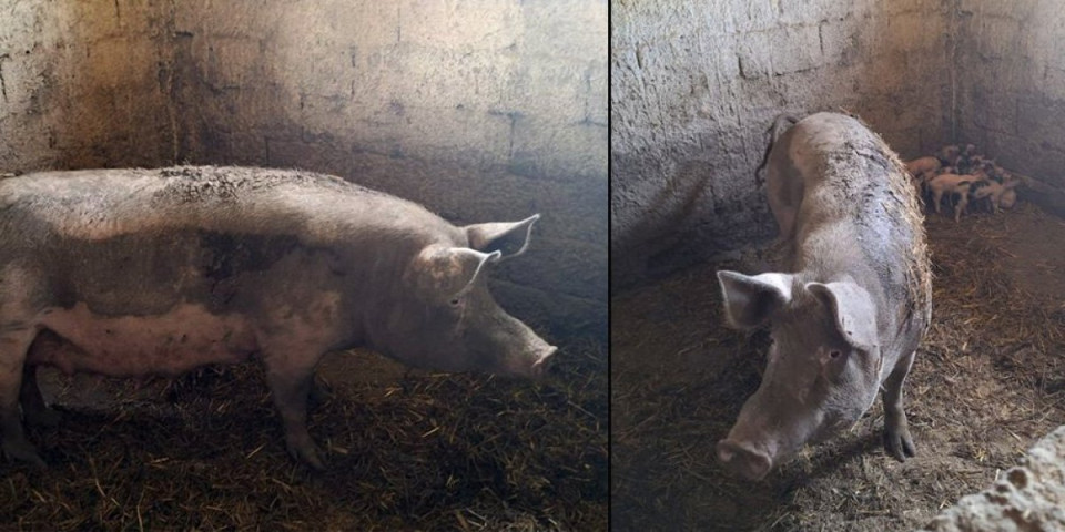 Ovo je svinja koja je izujedala vlasnicu kod Aleksinca! Žena sva izlomljena, konstatovane joj brojne povrede (FOTO/VIDEO)