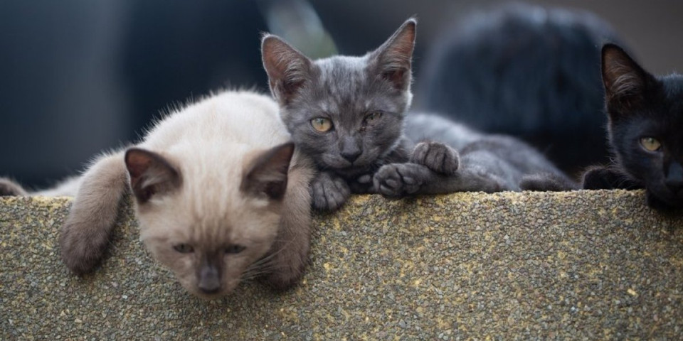 Najdugovečnije rase mačaka! Naučnici otkrili koja ubedljivo najduže može da živi