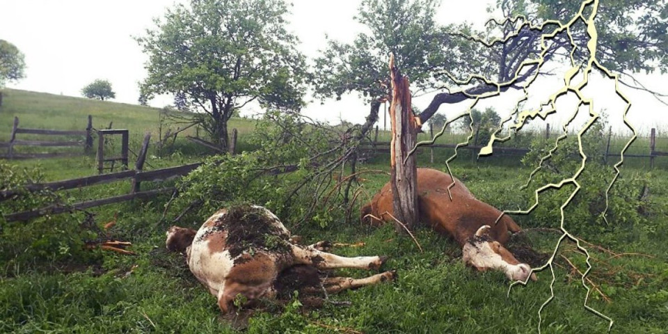 Grom ubio pet krava na Žabljaku! Meštani šokirani: "Sve su mrtve, leže na livadi" (FOTO)
