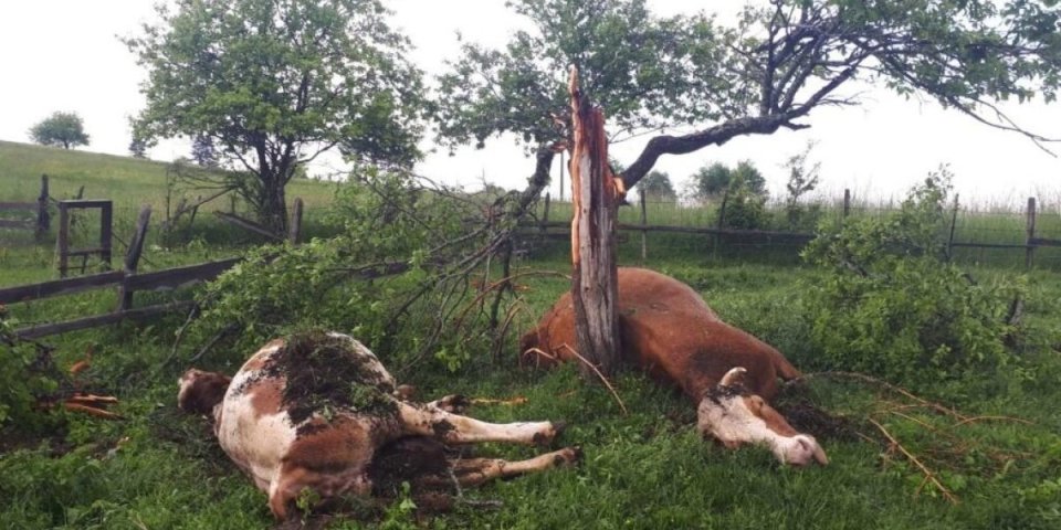 Grom ih ubio na mestu: Sklonile se ispod drveta od kiše, dve su preživele
