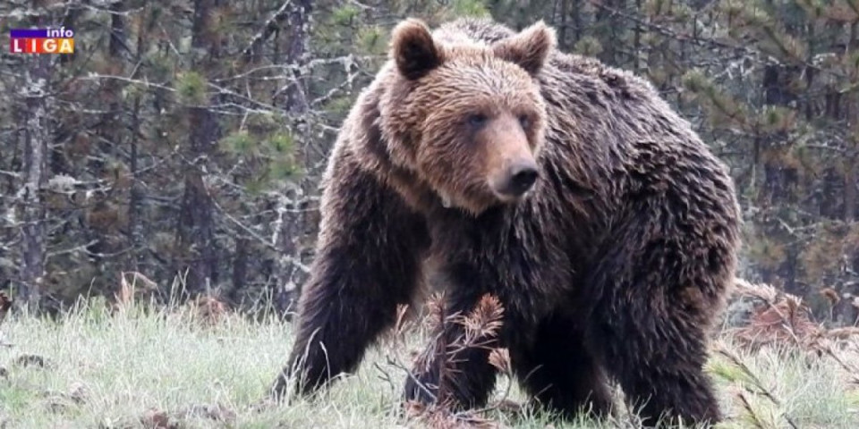 (VIDEO) Nesvakidašnji prizor sa Golije: Pogledajte čime se medved sladi! Nit'su kruške, nit' je med!