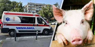 Tokom vikenda u Prokuplju, svinja je izujedala valsicu i nanela joj povrede po telu.