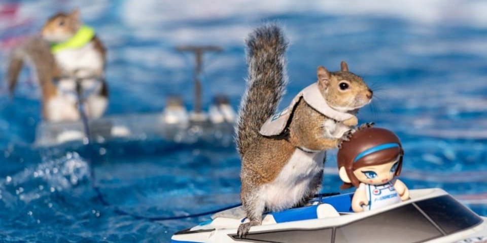Veverice skijaju na vodi! Prizor koji se retko viđa - razmažene i super pametne velike su zvezde (FOTO)
