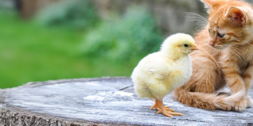 Snimak će vas nasmejati do suza! Pogledajte kako to izgleda kada mače razbesni malo pile! (VIDEO)