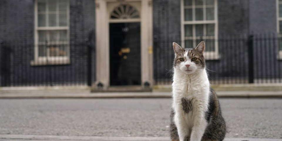 Čuveni lovac na miševe dobija društvo? Mačak Lari u Dauning stritu u Londonu dočekao svog šestog premijera (FOTO)
