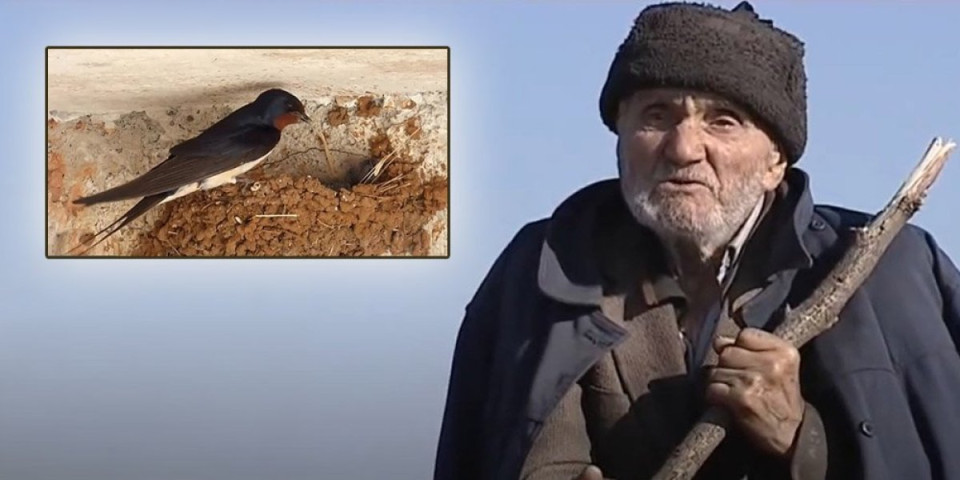 (VIDEO) Ne stidite se, ako zaplačete! Boško je mnogo voleo jednu lastu - Danas ni njega nema, a i ovih ptica je sve manje!