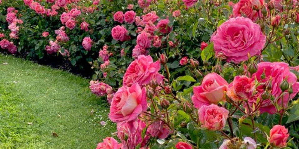 Spremite ruže za zimu: Ovi trikovi garantuju cvetnu eksploziju na proleće