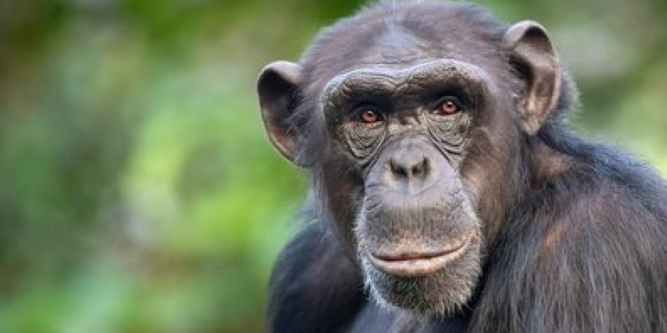 Devojci u zoološkom vrtu ispao je  telefon! Nećete verovati šta je šimpanza uradila s njim (VIDEO)
