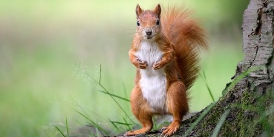 Kakav okršaj! Zmija je napala vevericu, a onda se desilo nešto neverovatno (VIDEO)