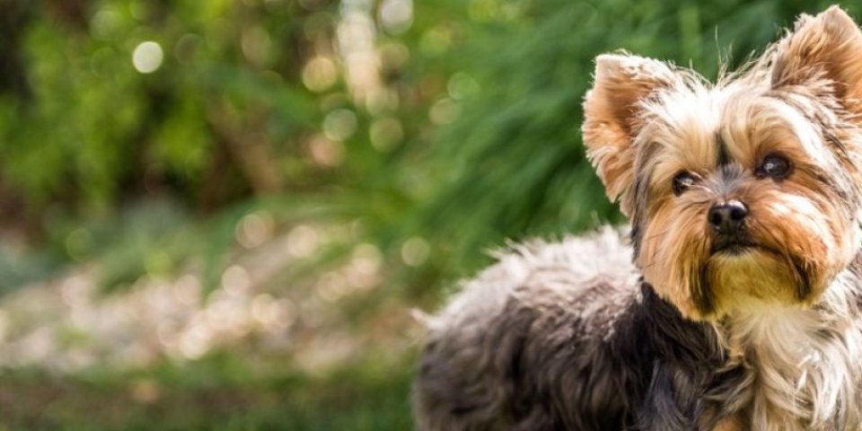 5 stvari u bašti koje mogu biti opasne za vašeg psa!