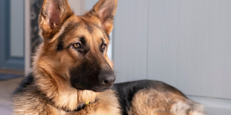 2 nemačka ovčara čuvaju bebu: Bolje dadilje nije mogla da ima - internet oduševljen (VIDEO)