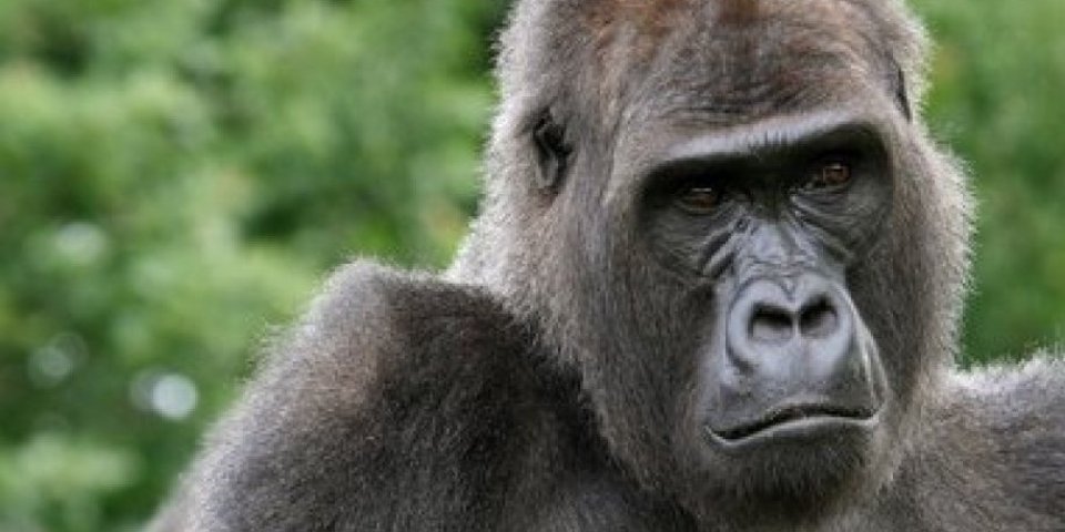 I one biraju društvo: Ženke gorila se vraćaju starim prijateljicama, ali zato izbegavaju...