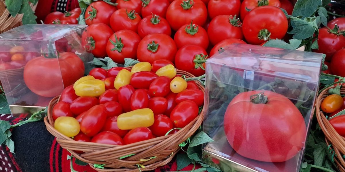 (VIDEO) Ovde rađa džinovski paradajz! Od jednog komada, da se najedeš! Najteži 1, 4 kg!
