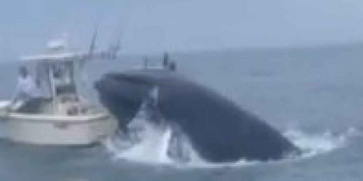 (VIDEO) Kit prevrnuo brod od sedam metara - brutalan snimak morske nemani kako nasrće na plovilo!