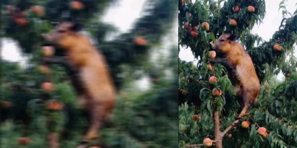 Urnebesan snimak! Divlje svinje se popele na drvo, pa obrstile stablo breskvi - vlasnik u šoku (VIDEO)