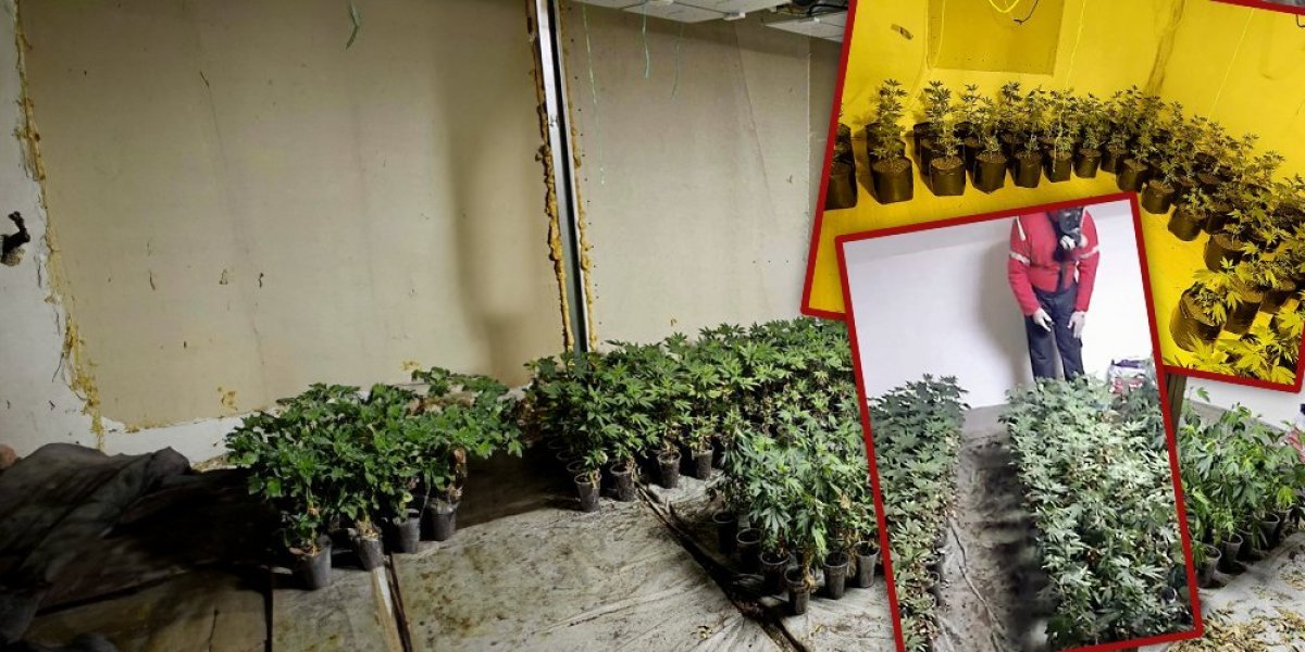 Policijski Inspektori sa Vračara zaplenili "brdo" marihuane: Otkrivena laboratorija, uhapšen muškarac (37)