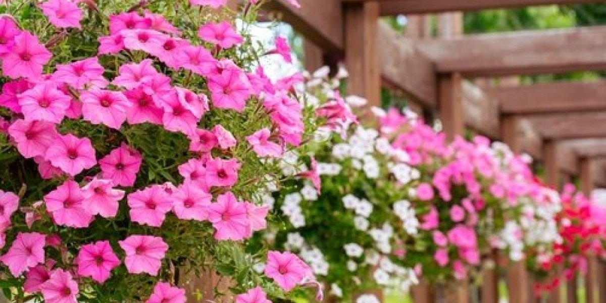 Petunije će cvetati kao lude! Đubrivo od namirnice koju često bacamo je prirodni eliksir za biljke