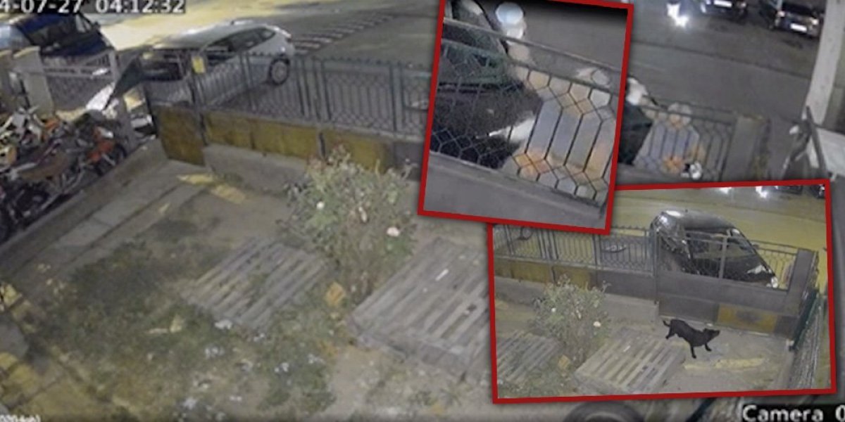 (VIDEO) Uznemirujuće! Kamere snimile trovača pasa u Kragujevcu! Slučaj prijavljen policiji!