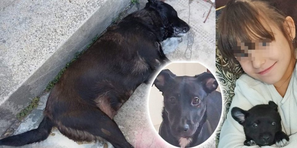 Monstruozno! Porodici iz Kragujevca otrovana dva psa! Policija preuzela snimak kamere!