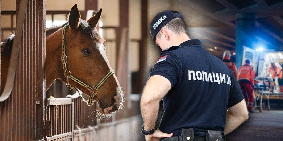 UŽAS! Konj ubio domaćina kod Čačka! Telo nađeno u štali