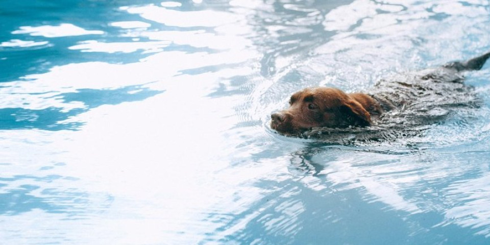 Nije tačno da svi psi znaju da plivaju! Ali mogu da nauče - Evo kako da im pomognete