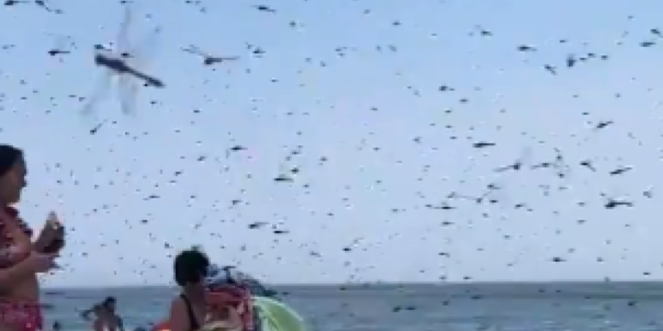 (VIDEO) Ovo još niste videli! Insekti napali turiste na plaži! Usledila prava drama!