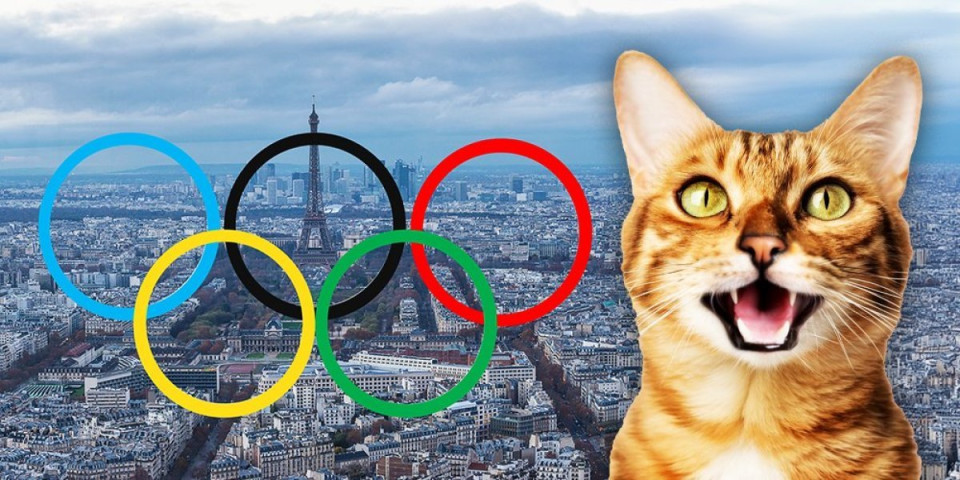 Mačka gleda Olimpijske igre! Njena reakcija je hit na društvenim mrežama (VIDEO)