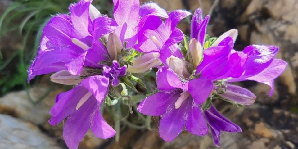 Polje divljih orhideja nalazi se u srcu Srbije! Postoji čak 26 različitih vrsta (FOTO)