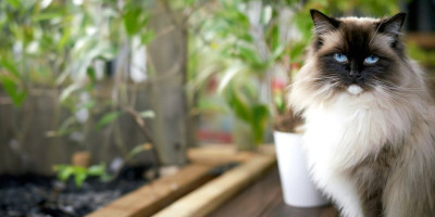 "Ragdoll" mačke su jedna od najlepših vrsta i predstavljaju idealne ljubimce zbog svoje mirne i poslušne naravi.