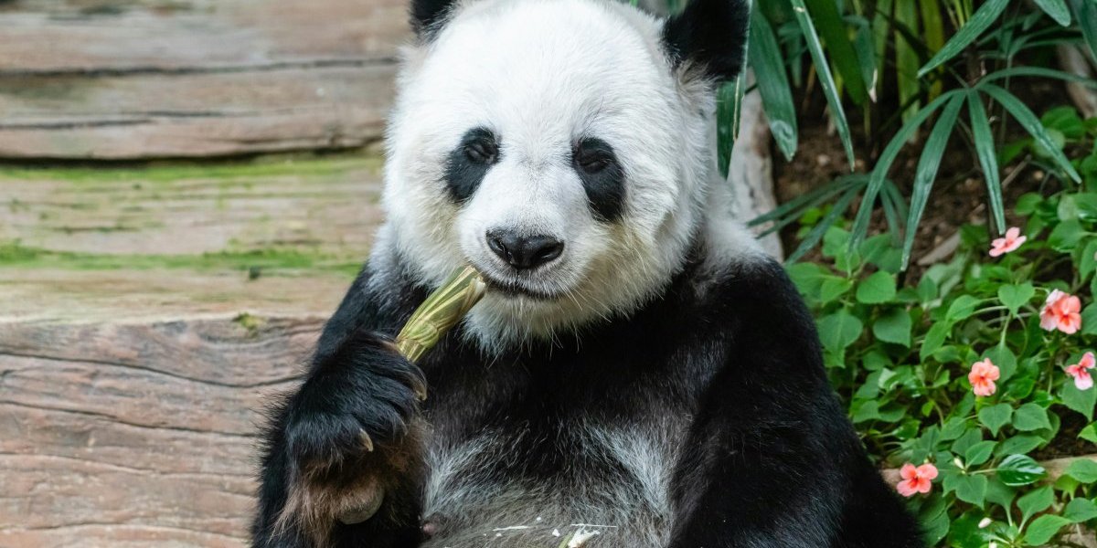 Veliko otkriće kineskih naučnika: Tiče se pandi i bambusa
