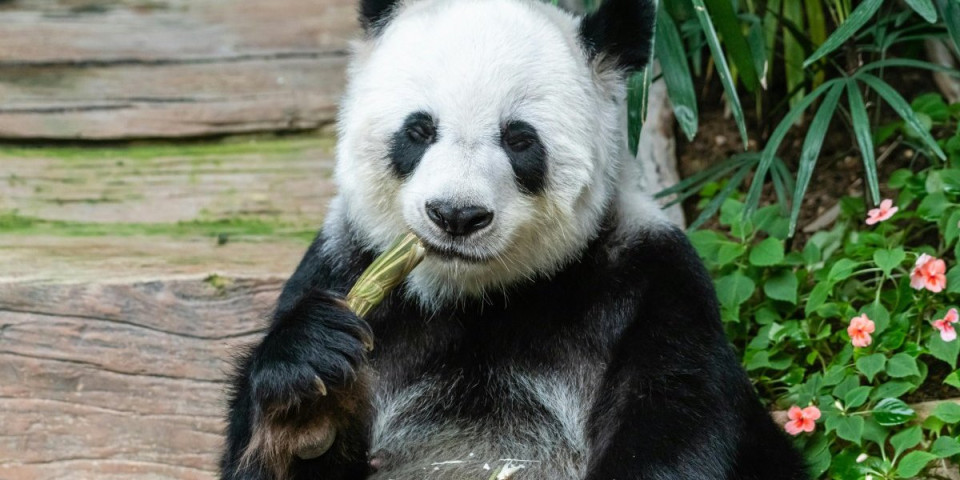 Veliko otkriće kineskih naučnika: Tiče se pandi i bambusa
