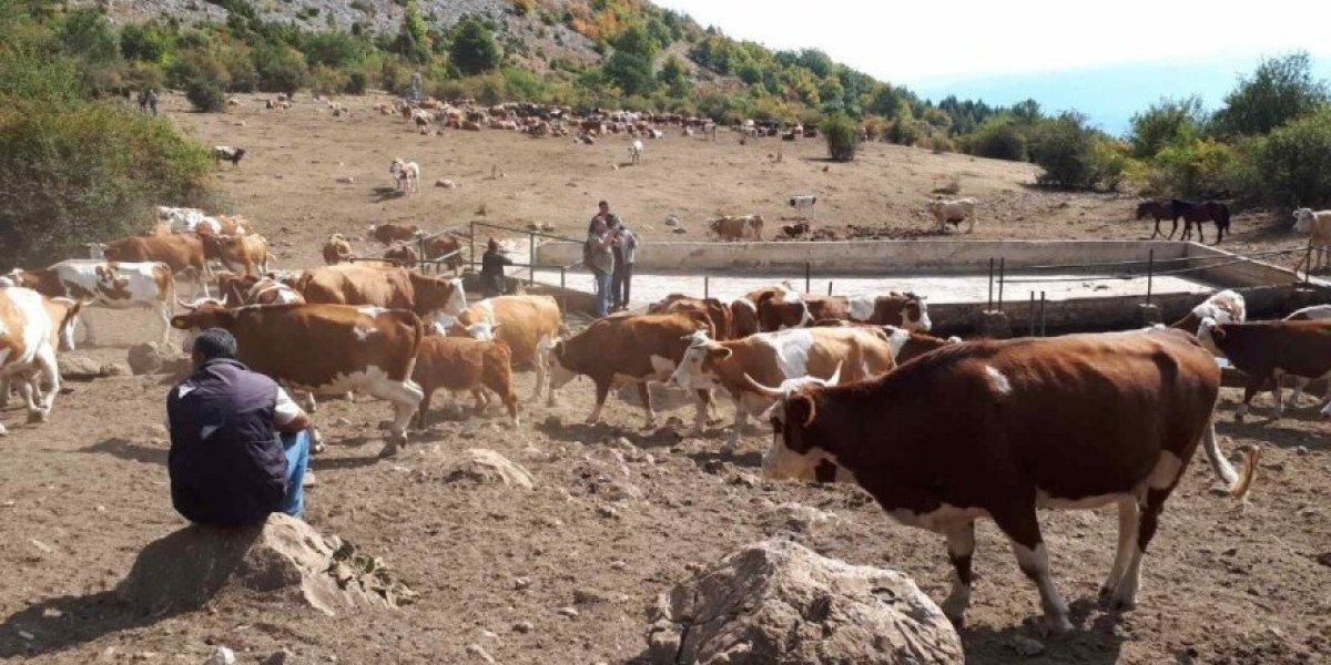 Konji i krave umiru od žeđi?! Stočari apeluju za pomoć, presušio jedini izvor vode na Suvoj planini