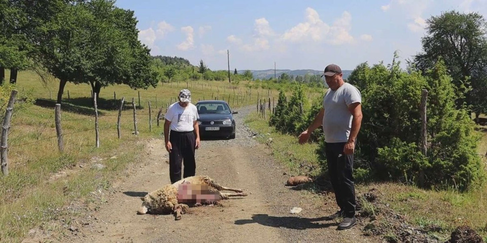 (Uznemirujuće fotografije) Na Pešteru od vukova nema mira! Rifatu zaklali sedmoro ždrebadi, a pre neki dan i ovna!