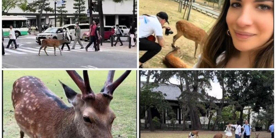 Jelena posetila grad Nara u Japanu i ostala bez teksta: Evo koje životinje ovde slobodno šetaju! (VIDEO)