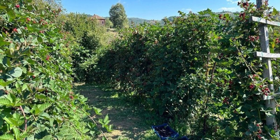 Počela sezona berbe kupina: Sezonski radnici trljaju ruke, evo kolika je dnevnica