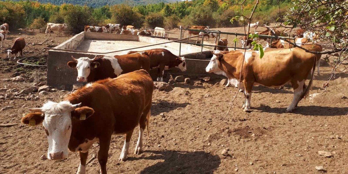 Ludilo mozga! Napravili kravu koja ne prdi i ne podriguje! Svašta se radi pod izgovorom ekološke efikasnosti