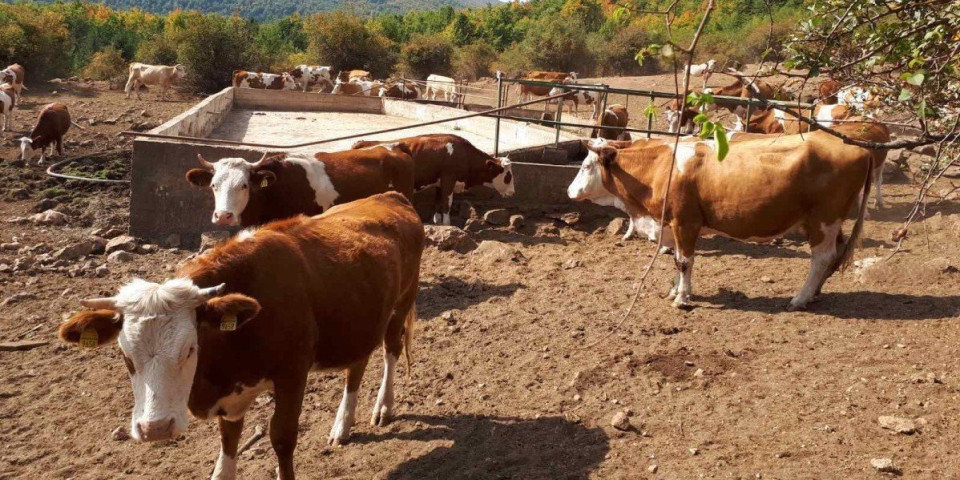 Ludilo mozga! Napravili kravu koja ne prdi i ne podriguje! Svašta se radi pod izgovorom ekološke efikasnosti