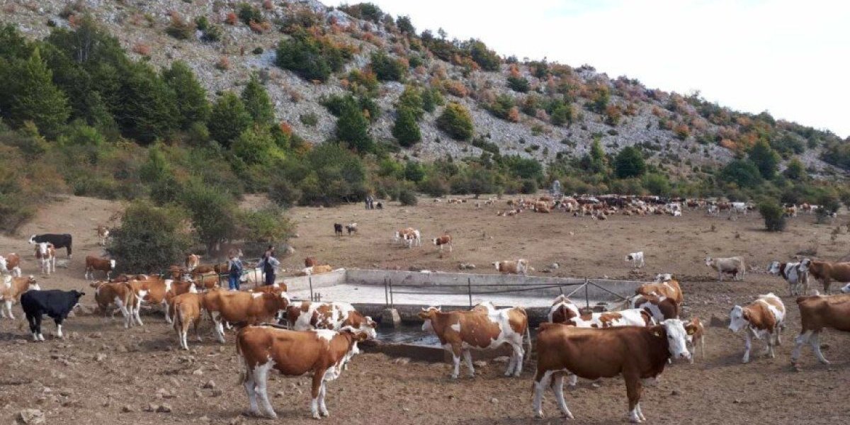 Presušila Suva planina: 1000 konja i krava u opasnosti