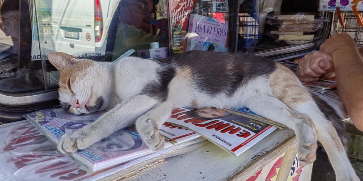 Mjau mjau pres! Mačka Mici je najpoznatiji prodavac novina u Vranju! (FOTO)