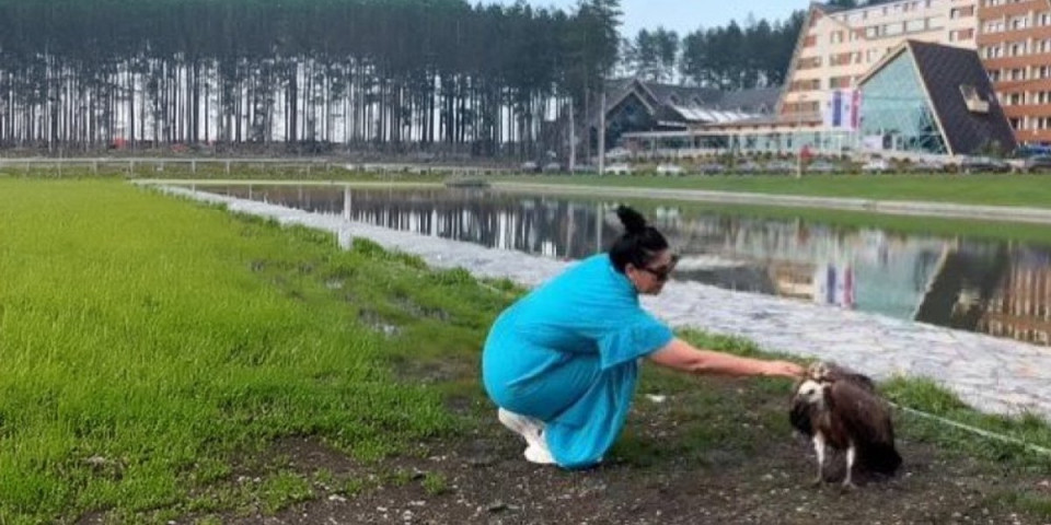 Prinudno sletanje! Beloglavog supa spasili od strašnog nevremena u Sjenici: Nadležne službe ga vratile u prirodno stanište!