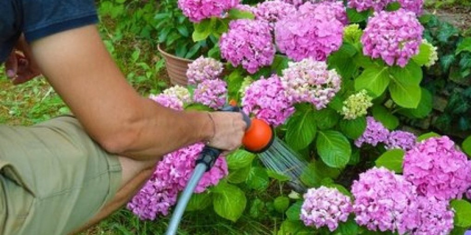 Zaboravite na ocvale hortenzije! Izaberite ove vrste i imaćete divnu baštu na jesen (FOTO)