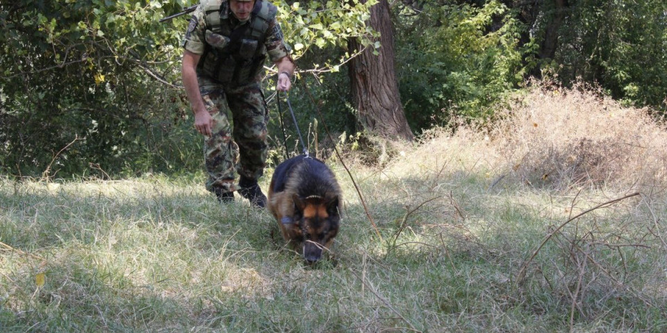 Od ovih pasa ledi se krv u žilama! Kad vidite šta sve mogu, neće vam biti dobro (FOTO)