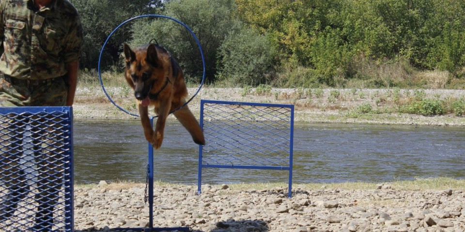 Prodaju se vojni službeni psi koji su izgubili radnu sposobnost: Cena je krajnje simbolična