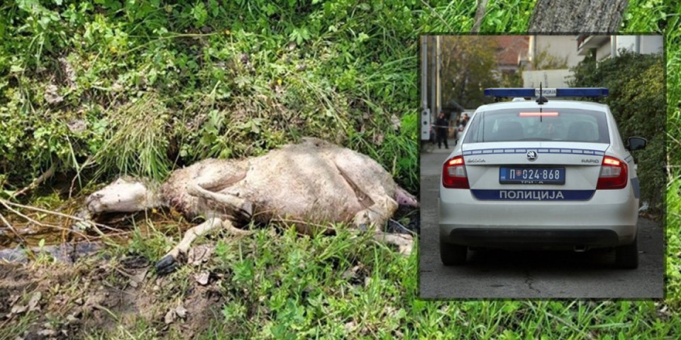 Pokolj u Sjenici! Čopor pasa lutalica zaklao stado ovaca (FOTO)