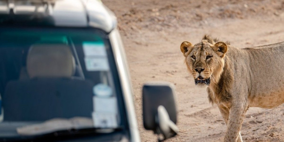 Haos na safariju! Lavica upala u auto sa turistima i počela da napada sve od reda - šokantni snimak osvanuo na mrežama (VIDEO)